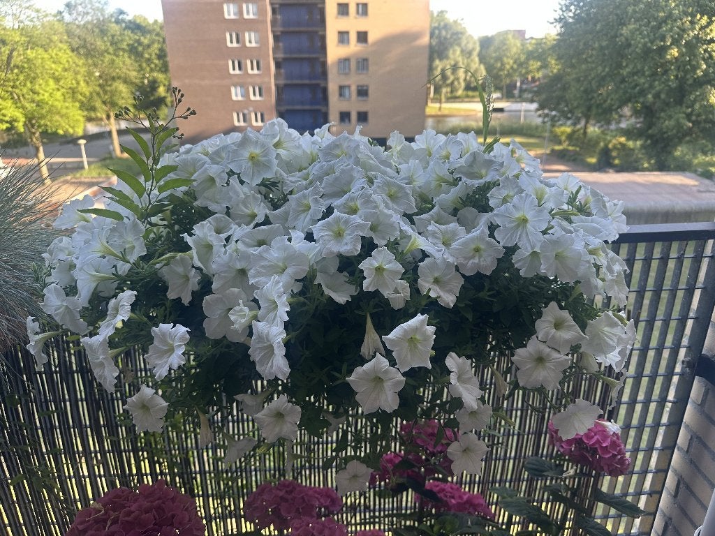 White Trailing Petunias in Elho Window Box Planter, Volle zon, Tweejarig, Zomer, Ophalen