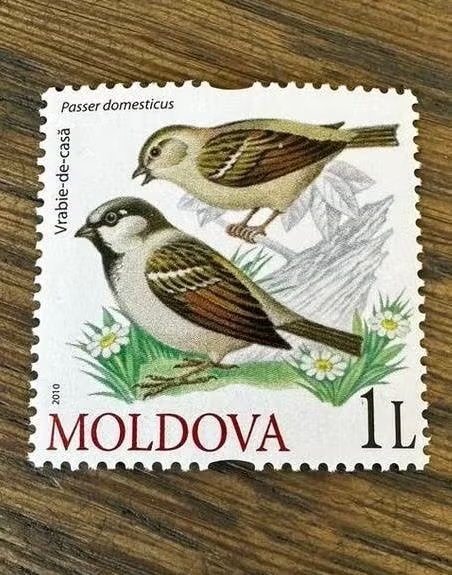 Moldavië 2010 postfris vogels met mussen, Ophalen of Verzenden, Postfris