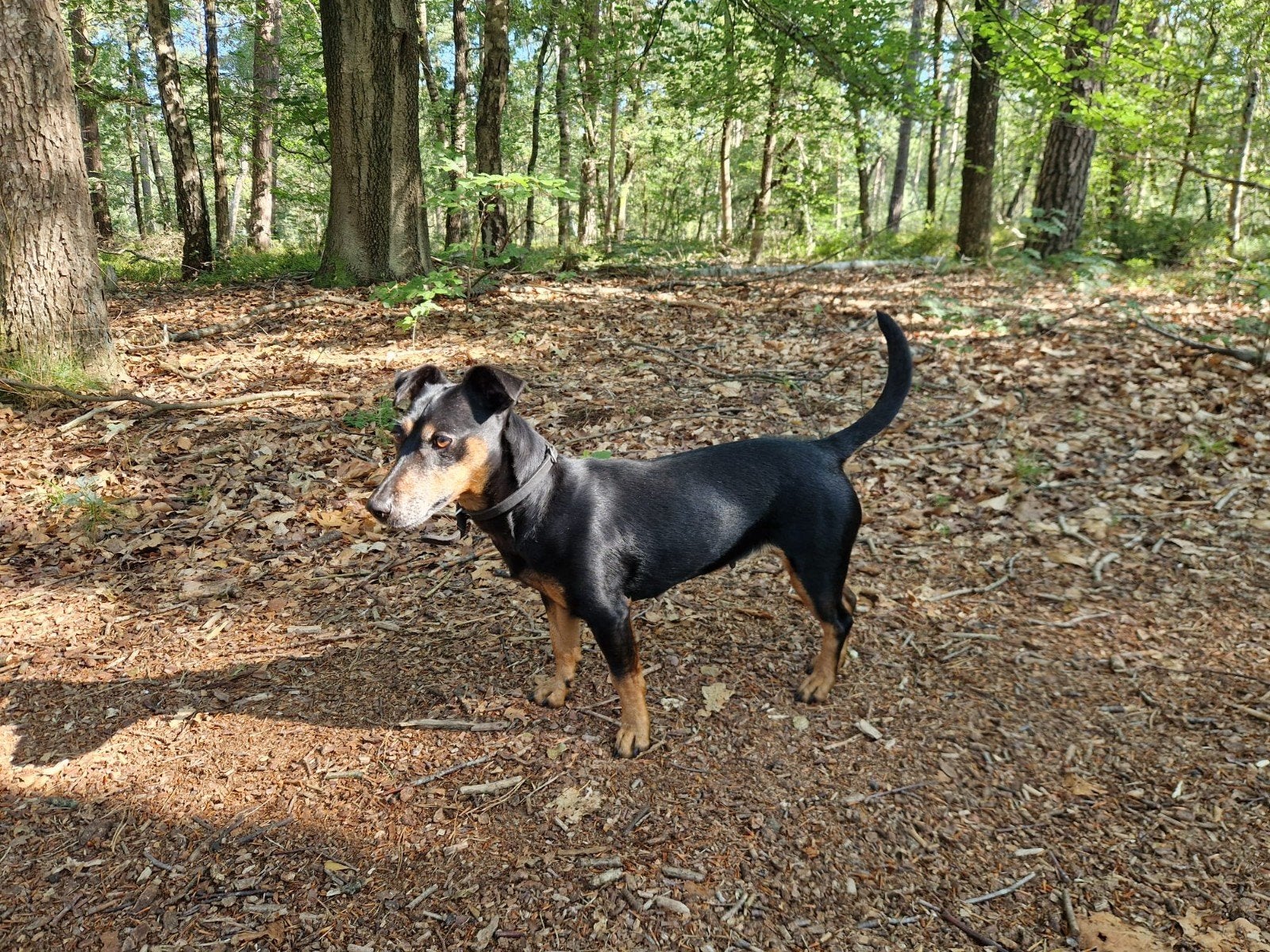 jack russel black and tan, Dieren en Toebehoren, 6 jaar of ouder, Overige rassen, Teef, Eén hond