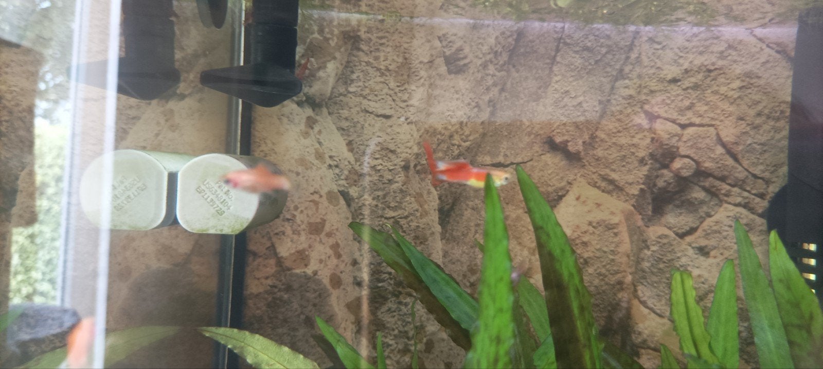 Guppy man, Vis