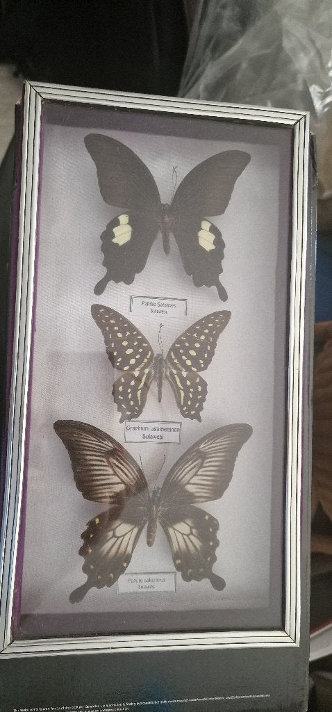 Opgezette vlinders, Verzamelen, Ophalen of Verzenden, Zo goed als nieuw, Insect, Opgezet dier