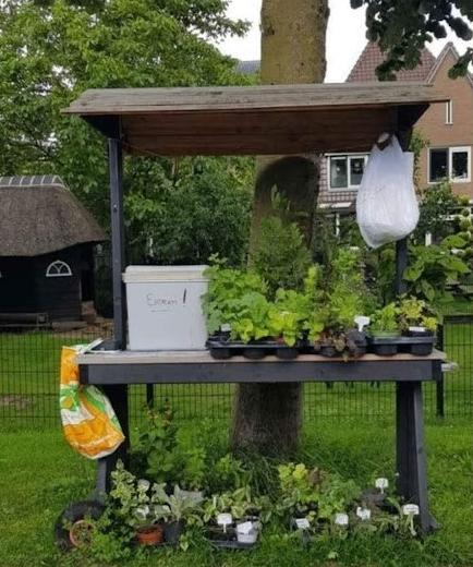 Gestolen zie tekst! Te koop vaste tuinpl. 1,50 euro per stuk, Ophalen, Overige soorten, Halfschaduw