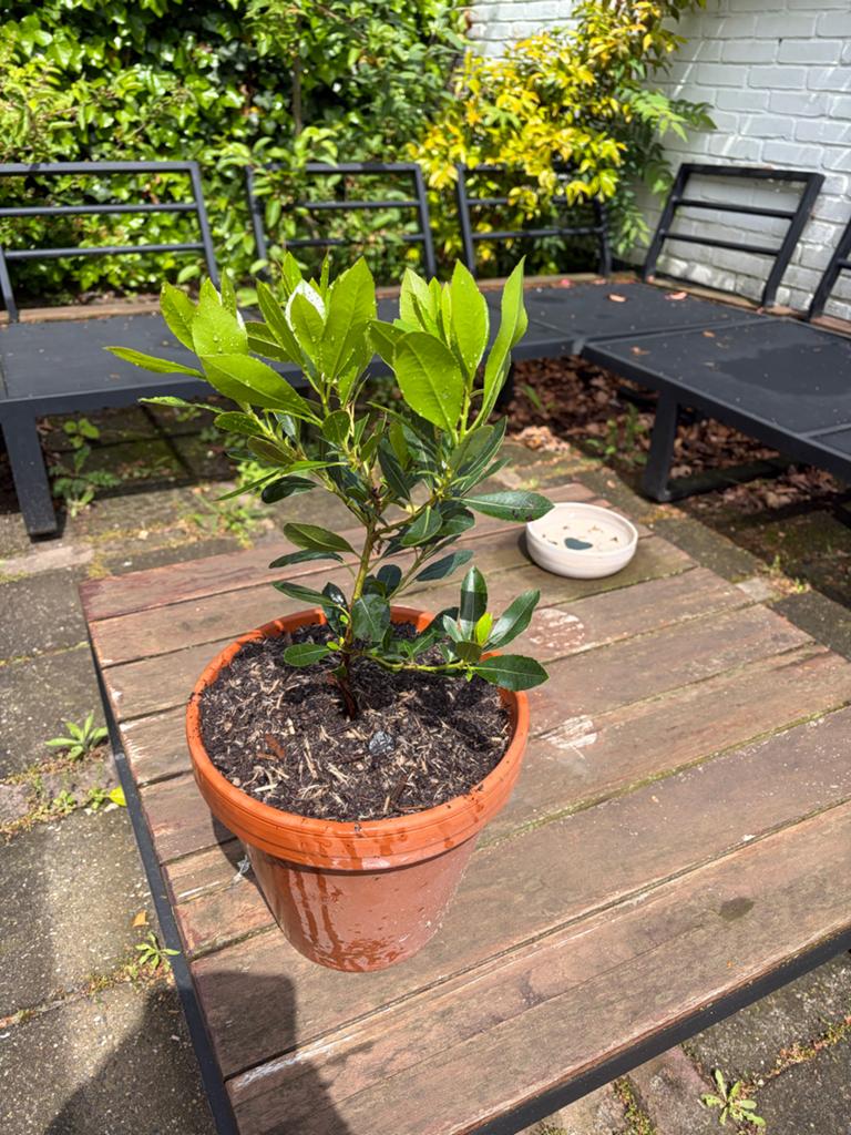 Jonge aardbeienboom (Arbutus Unedo) in terracotta pot, Ophalen, Volle zon, Vaste plant, Fruitplanten