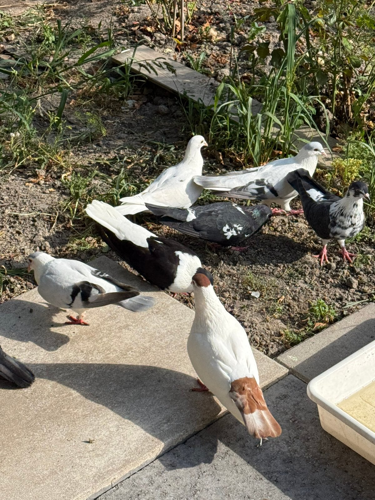 Mooie afghaanse duiven, Dieren en Toebehoren, Vogels | Duiven, Meerdere dieren, Overige soorten