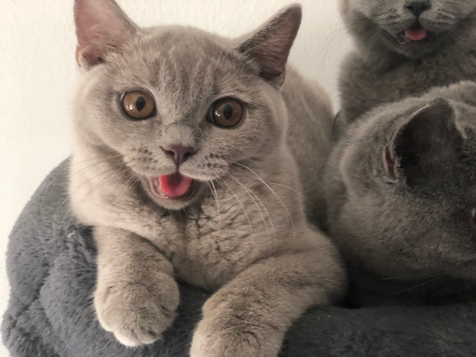 Brits Britse korthaar kittens, Dieren en Toebehoren, Meerdere dieren, Gechipt, 0 tot 2 jaar