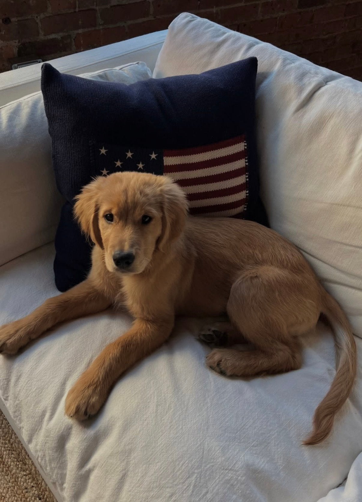 Gezocht: Golden Retriever pup (showline reu), Dieren en Toebehoren, Reu, 8 tot 15 weken, Eén hond, Nederland