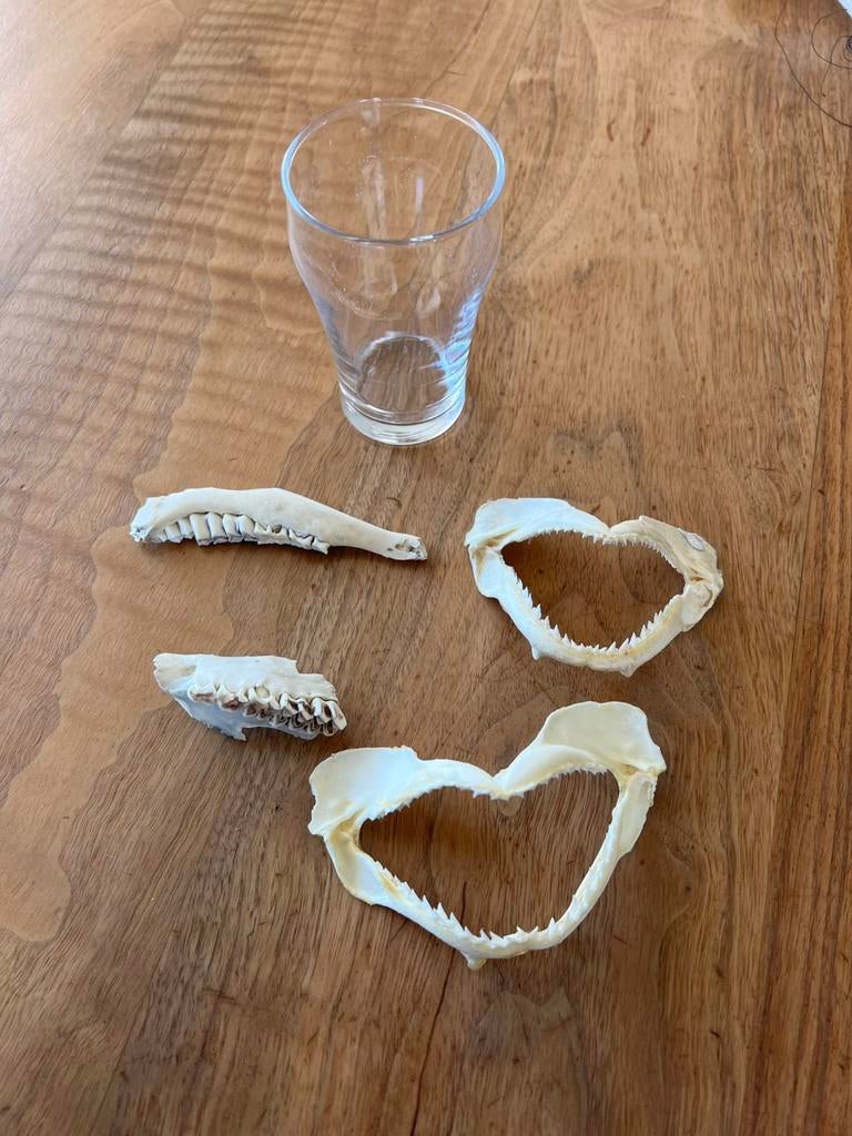 Twee kleine haaien kaken, Ophalen of Verzenden, Fossiel
