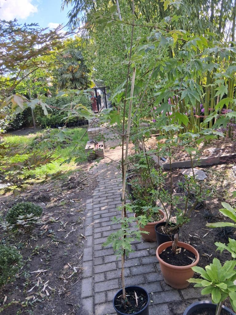 Acer griseum, Ophalen, Bloeit niet, Overige soorten