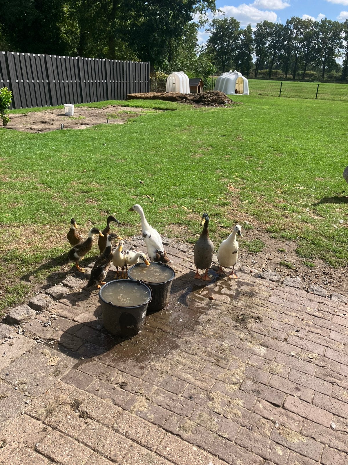 6 jonge loopeenden,ze zijn van 21juli ., Dieren en Toebehoren, Geslacht onbekend, Eend
