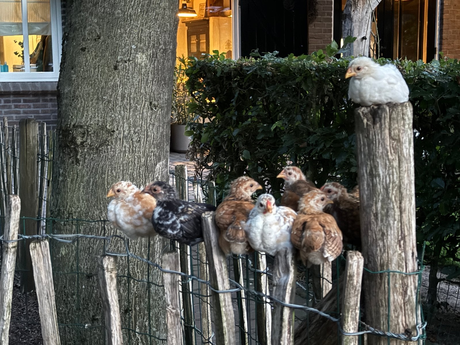 5 haantjes, Dieren en Toebehoren, Pluimvee, Mannelijk, Kip