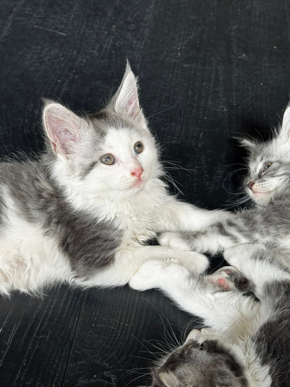 Maine coon kitten poes en kater 12 weken, Meerdere dieren, Gechipt, 0 tot 2 jaar