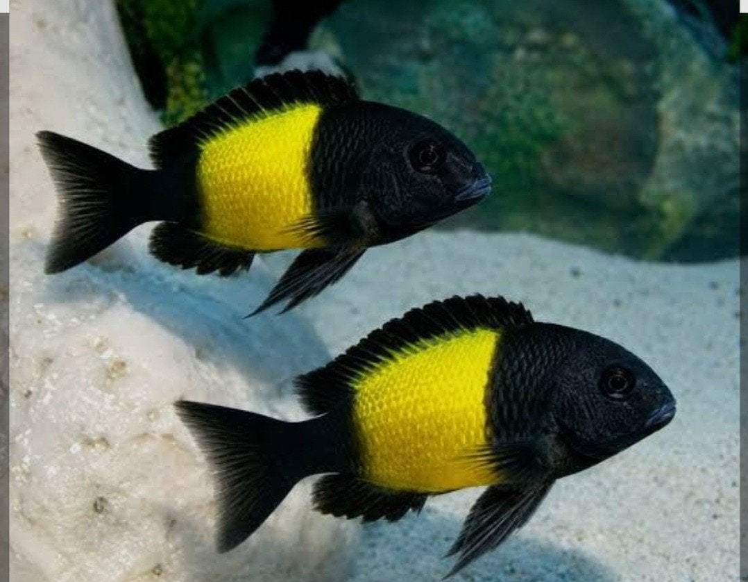 tropheus ikola, Dieren en Toebehoren, Vis