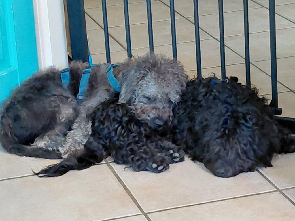 honden, Particulier, 15 weken tot 1 jaar, Reu, Buitenland