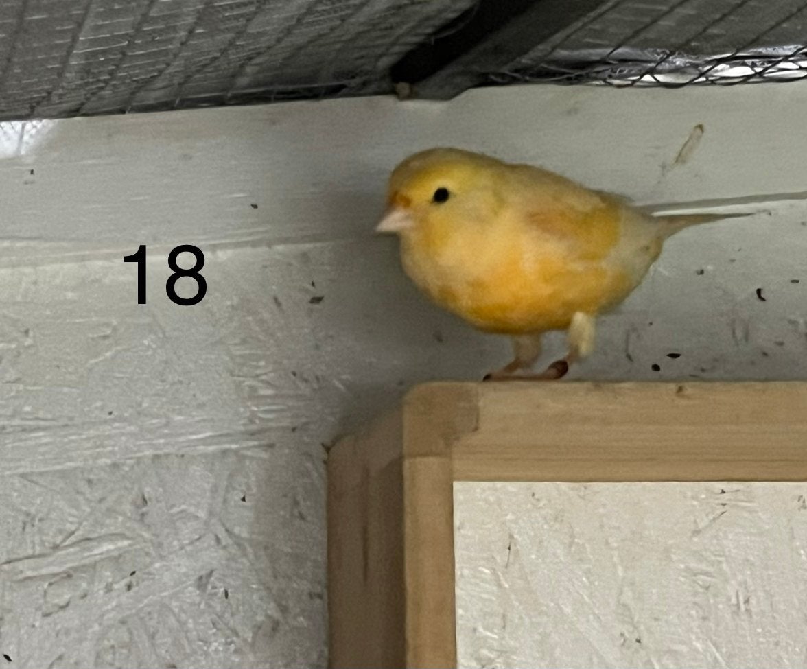 Oranje kanarie, Mannelijk, Kleurkanarie