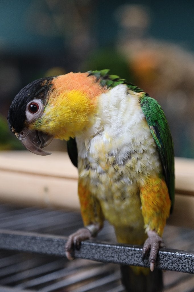 Jonge Baby Zwartkop Caique´s | getest | Speels | Handtam, Meerdere dieren, Papegaai, Pratend
