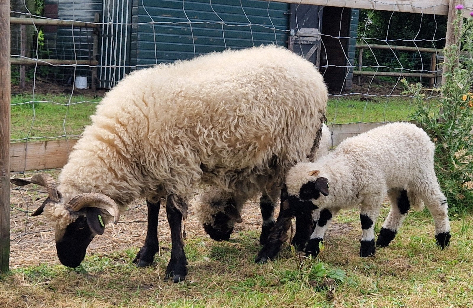 Walliser schwarznase ooi + lammeren, Dieren en Toebehoren, Schapen, Geiten en Varkens, Vrouwelijk, Schaap