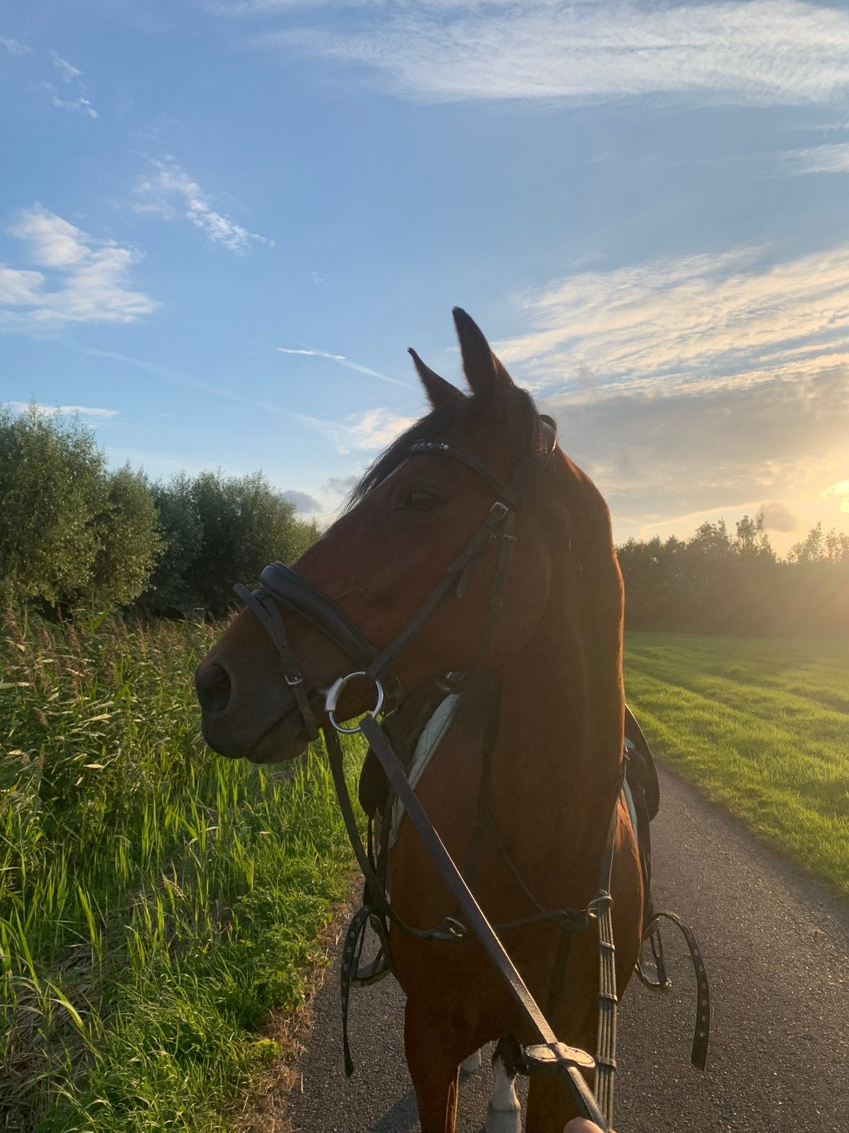 GEZOCHT: stalling e-pony ruin, Dieren en Toebehoren, Stalling en Weidegang, Stalling