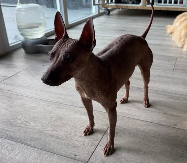 American hairless terrier reu 5 jaar, Amerikaanse naakthond, Dieren en Toebehoren, Reu, Parvo, Eén hond, Nederland