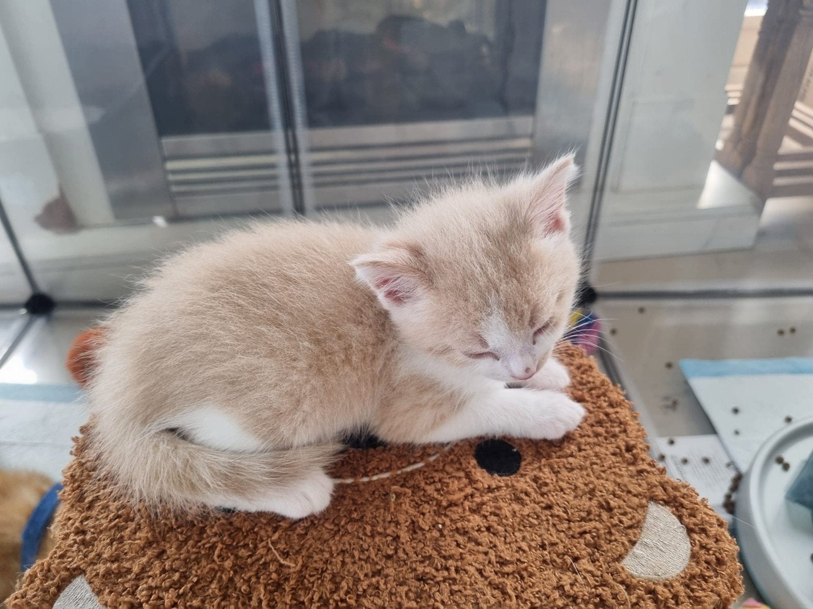 Lieve Kittens, Dieren en Toebehoren, Katten en Kittens | Overige Katten, Meerdere dieren, 0 tot 2 jaar