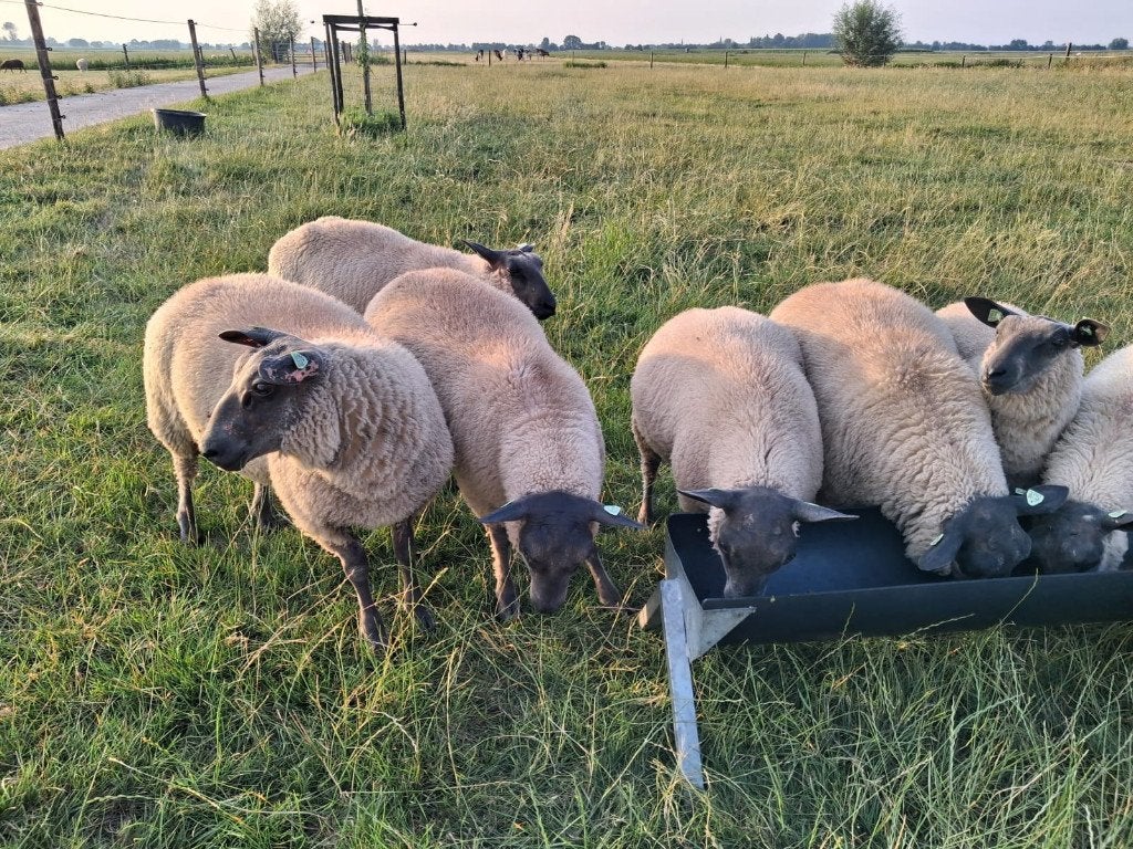 Mooie Bleu du Maine rammen te koop!, Mannelijk, Schaap, 0 tot 2 jaar