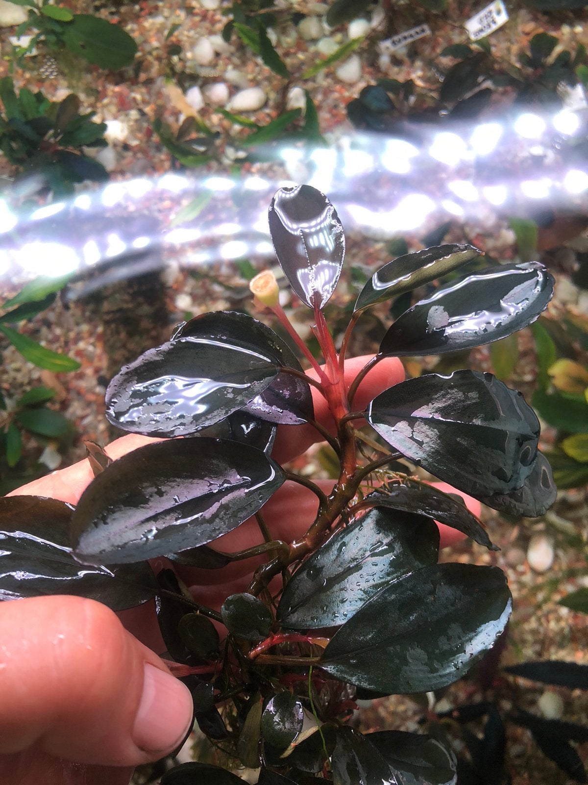Bucephalandra Pandora queen round, Dieren en Toebehoren, Ophalen of Verzenden