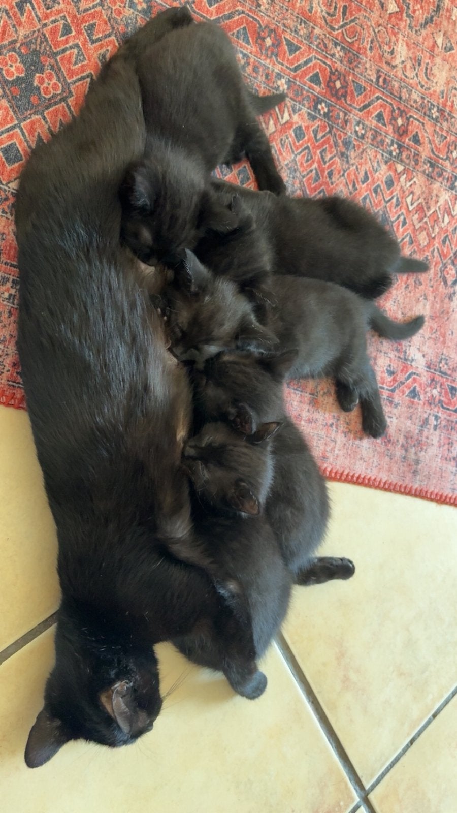 Kittens, Dieren en Toebehoren, Meerdere dieren