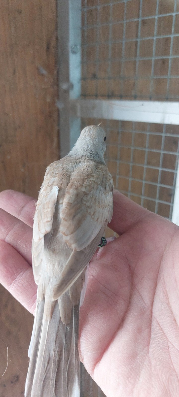 Bruine diamantduif, Geslacht onbekend, Geringd