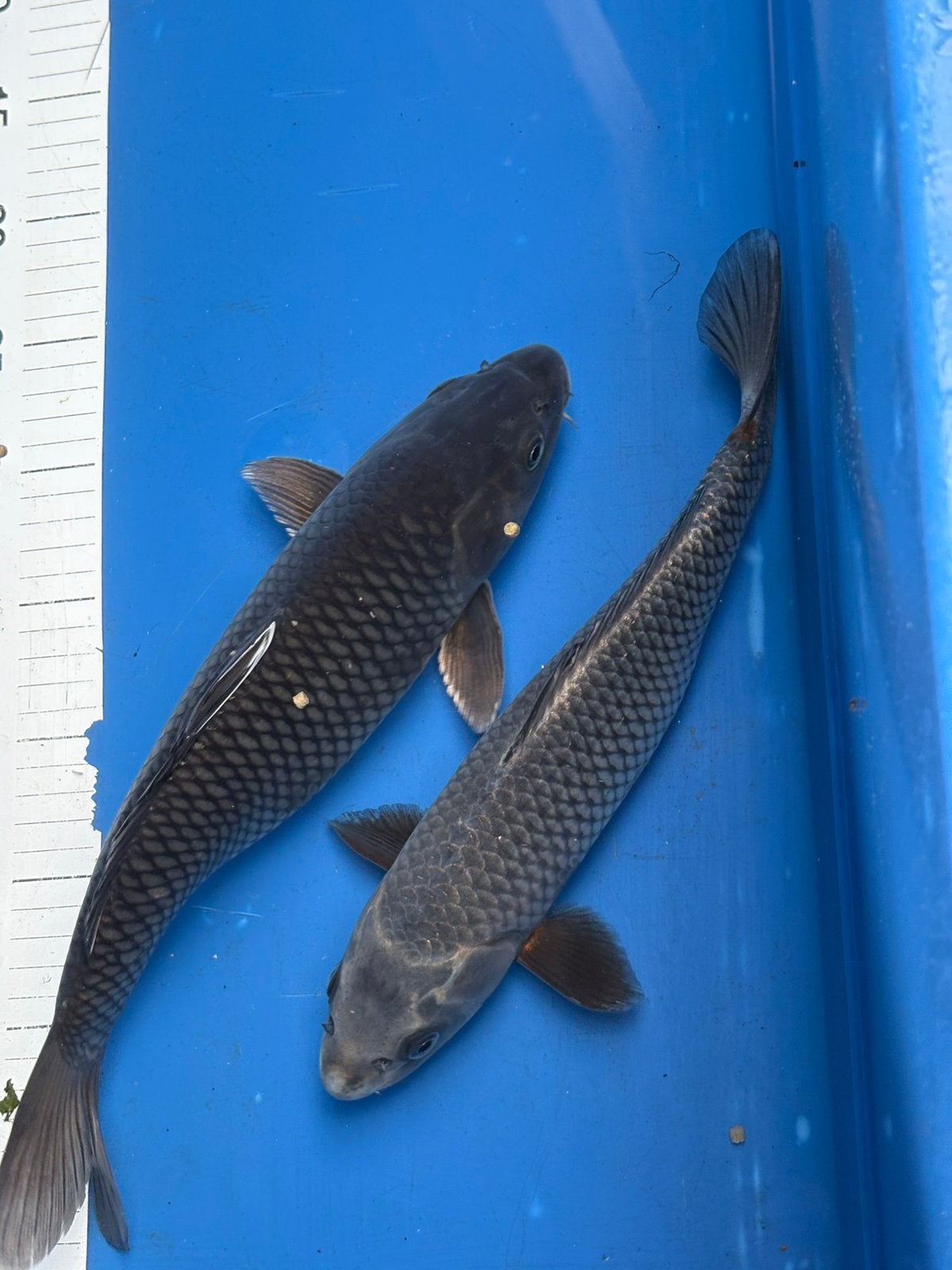 2 x 30 cm soragoi/chagoi koi, Dieren en Toebehoren, Vissen | Vijvervissen, Karper of Koi