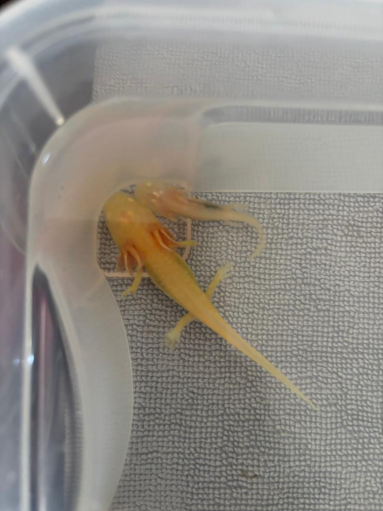 Albino axolotl, Dieren en Toebehoren, 0 tot 2 jaar
