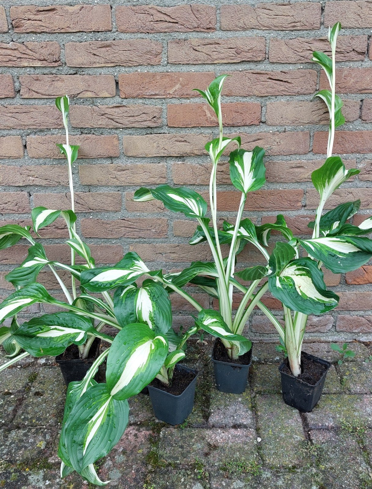 Hosta, Viburnum,zonnehoed,helenium,verbena,aster, duizenblad, Ophalen