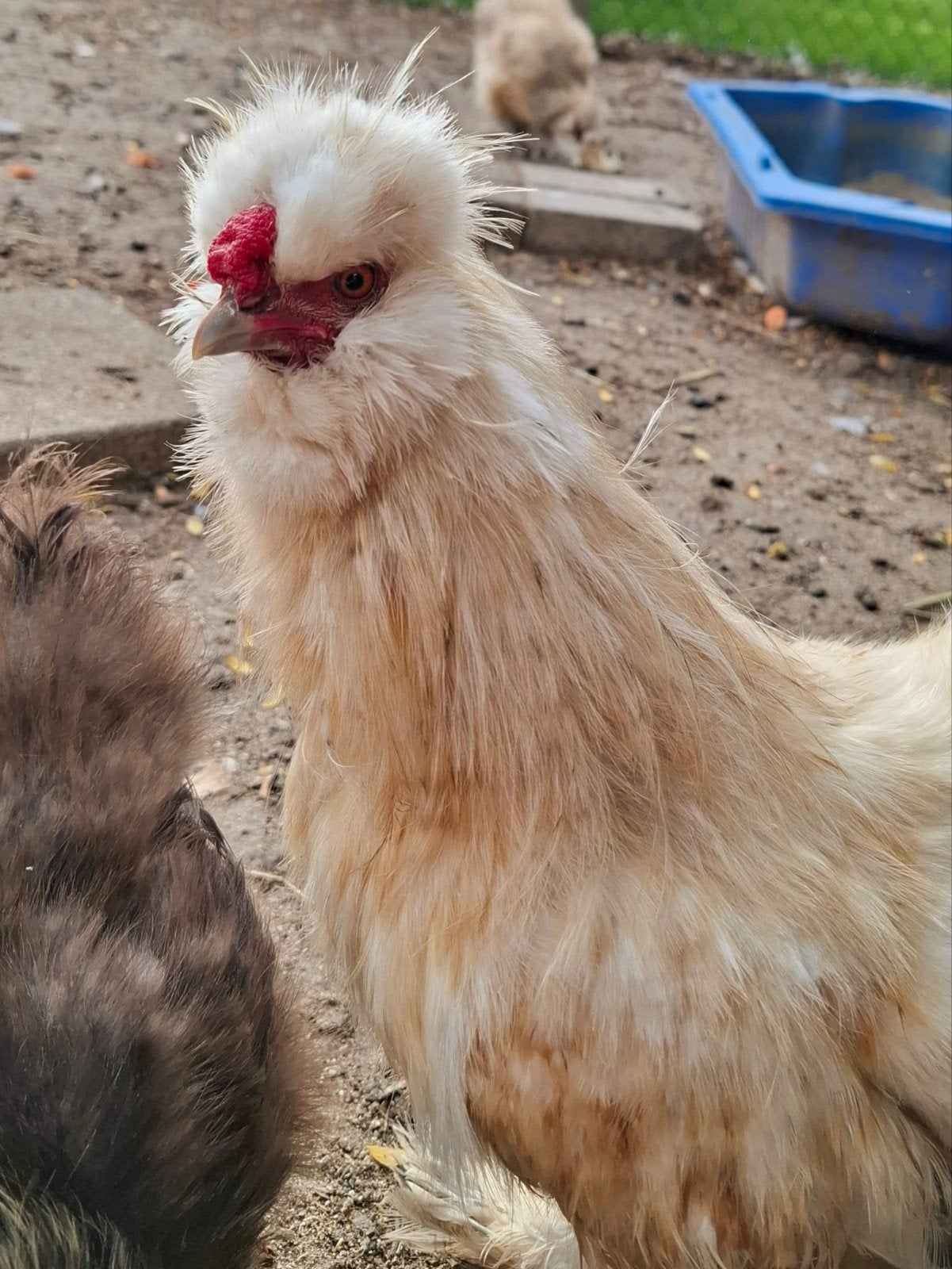 Prachtige Zijdehoen hanen, Dieren en Toebehoren, Mannelijk, Kip