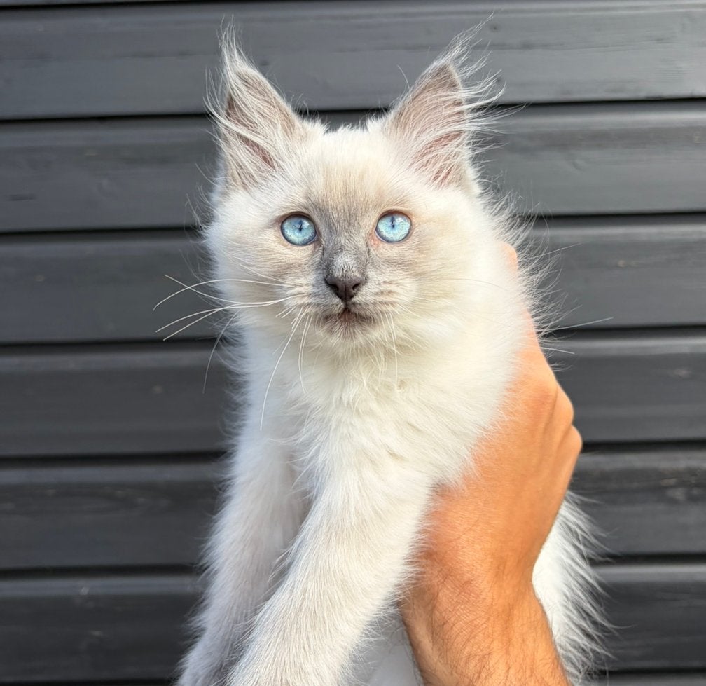 Prachtig Ragdoll katertje | Klaar voor een nieuw thuis, Dieren en Toebehoren, Katten en Kittens | Raskatten | Langhaar, Kater
