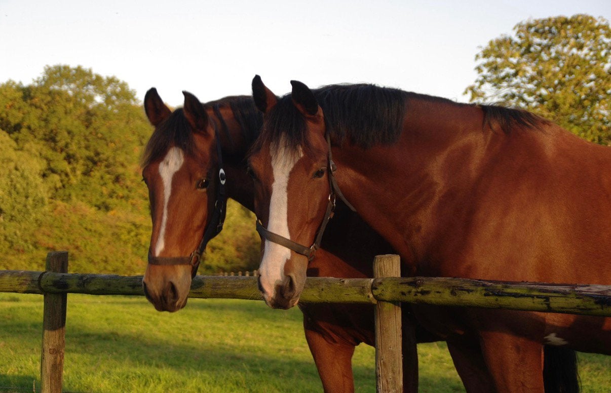 Stalhulp gevraagd Wenum Wiesel (gemeente Apeldoorn), Meerdere dieren, 165 tot 170 cm, Dressuurpaard, 3 tot 6 jaar