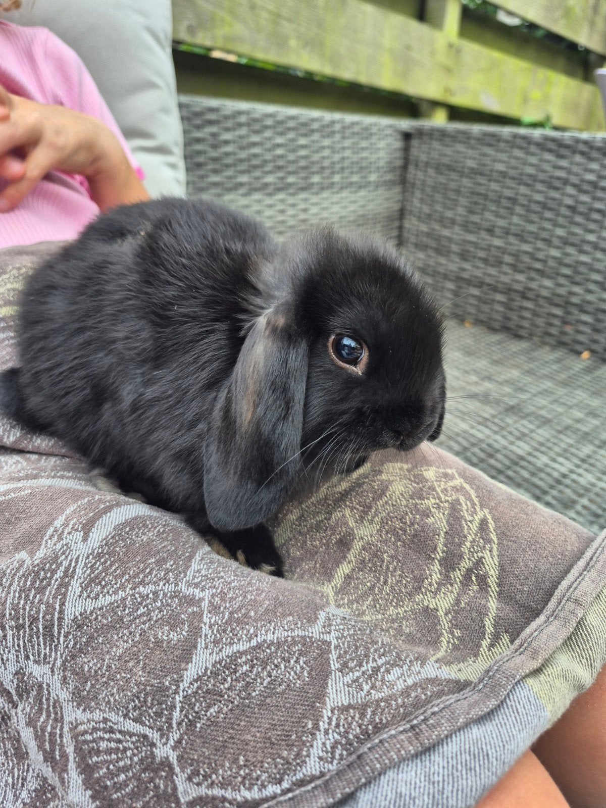 baby dwergkonijntjes, Dieren en Toebehoren, Meerdere dieren, Dwerg, 0 tot 2 jaar