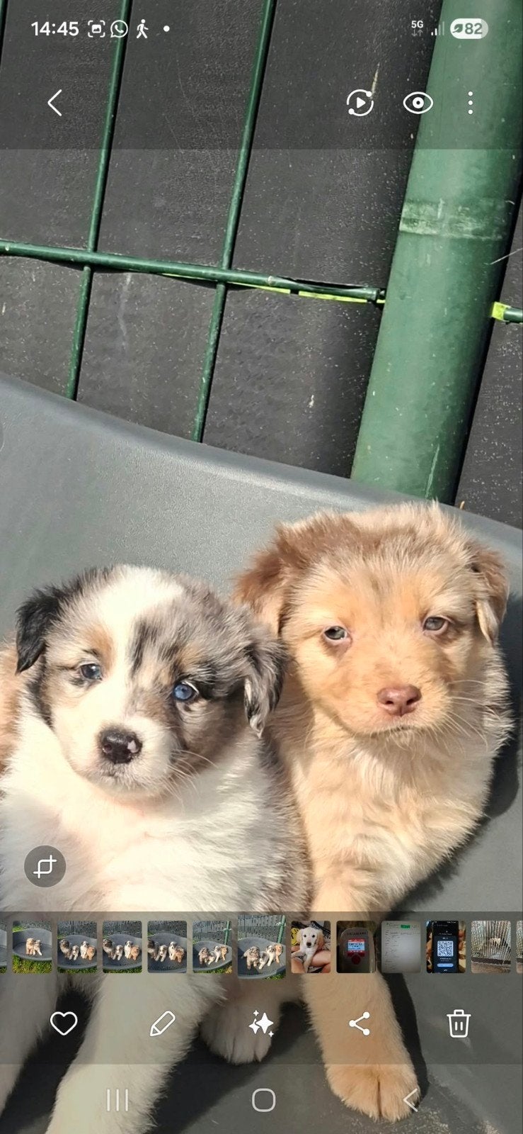 Prachtige australian Shepherd pups, Dieren en Toebehoren, Nederland, 8 tot 15 weken, Meerdere, Meerdere dieren