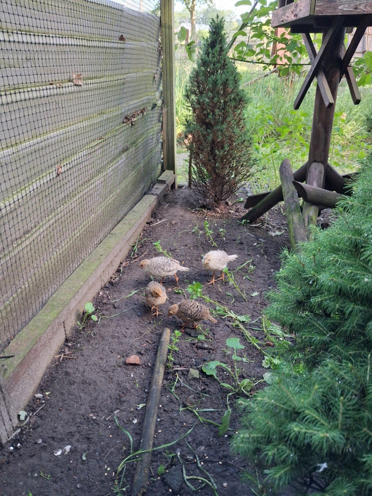 Te koop goudfazanten kuikens, Dieren en Toebehoren, Geslacht onbekend, Overige soorten