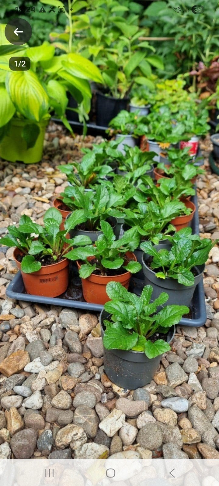 Ajuga, wintergroenblijvende bodembedekker, Ophalen, Bodembedekkers, Vaste plant, Halfschaduw