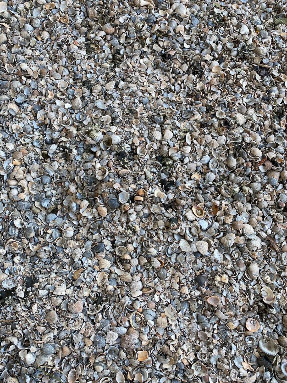 Gratis af te halen: 3 a 4 m³ Schelpen voor vijver & filters, Ophalen, Gebruikt
