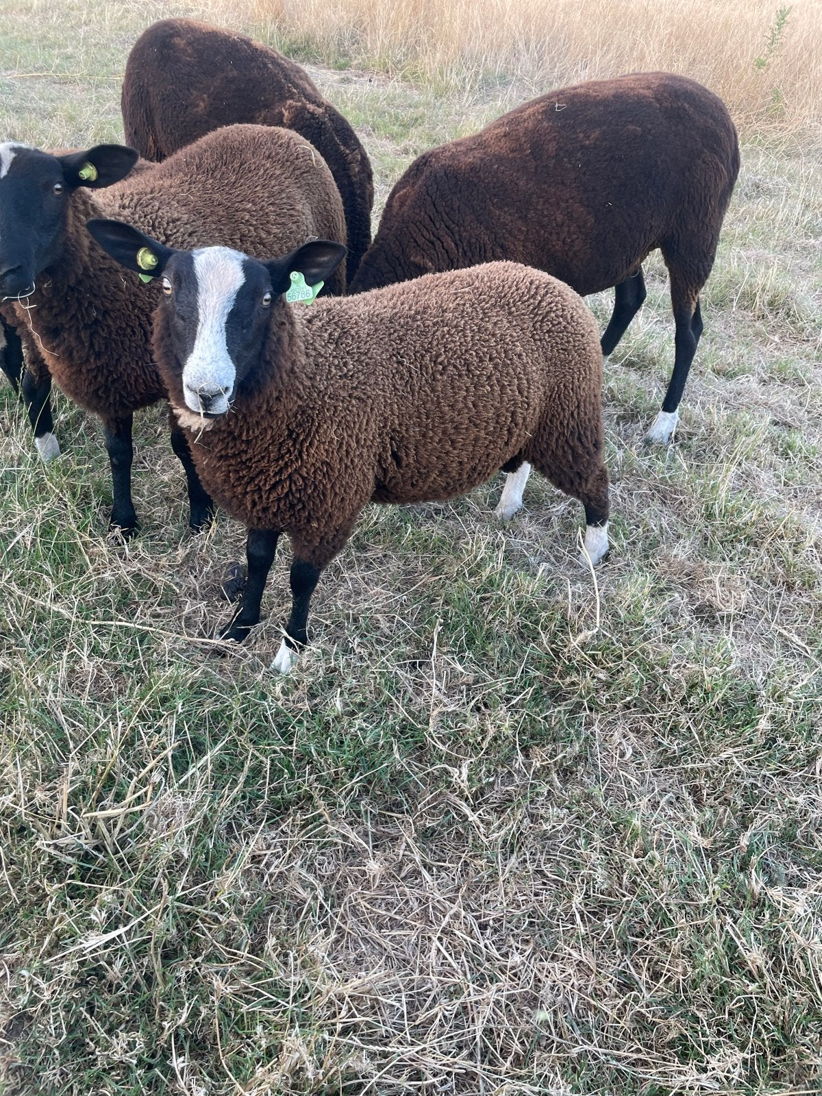 Zwartbles ramlam, Mannelijk, Schaap, 0 tot 2 jaar
