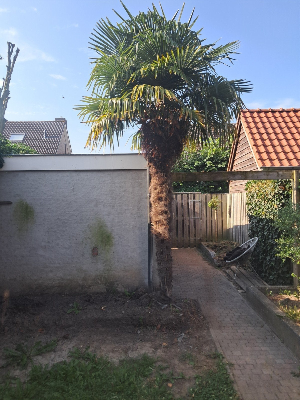Grote Palmboom - Ideaal voor Mediterrane Sfeer, Zomer, Palmboom, 400 cm of meer, Ophalen