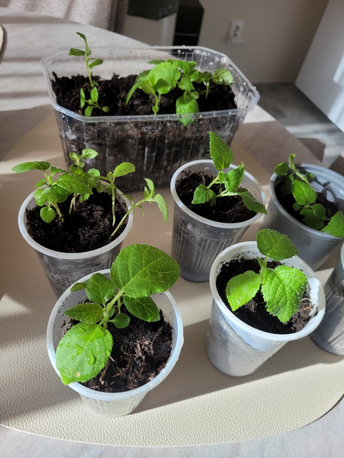 Kiwi planten, Ophalen, Nieuw, Tak, Plant, Rots of Steen