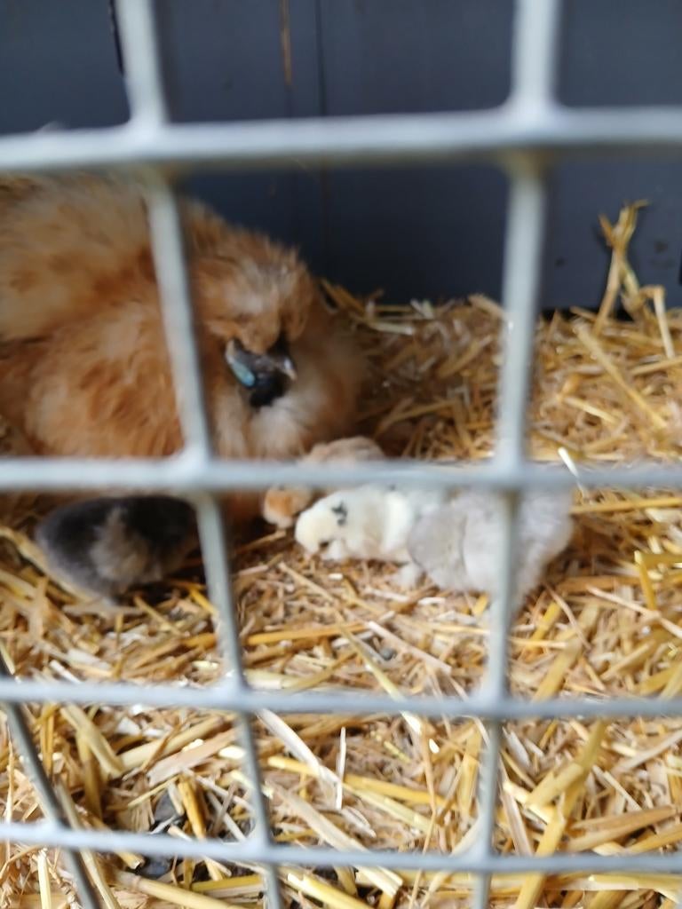 Kuikentjes, Geslacht onbekend, Kip