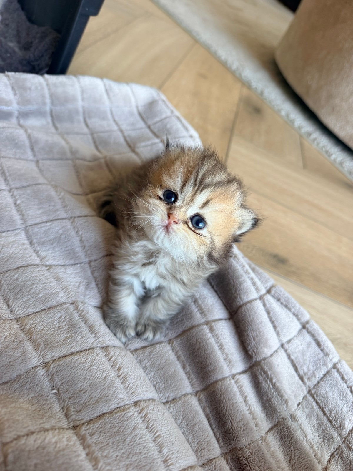 Brits korthaar/langhaar kittens. Super schatig, Meerdere dieren, Langharig, 0 tot 2 jaar