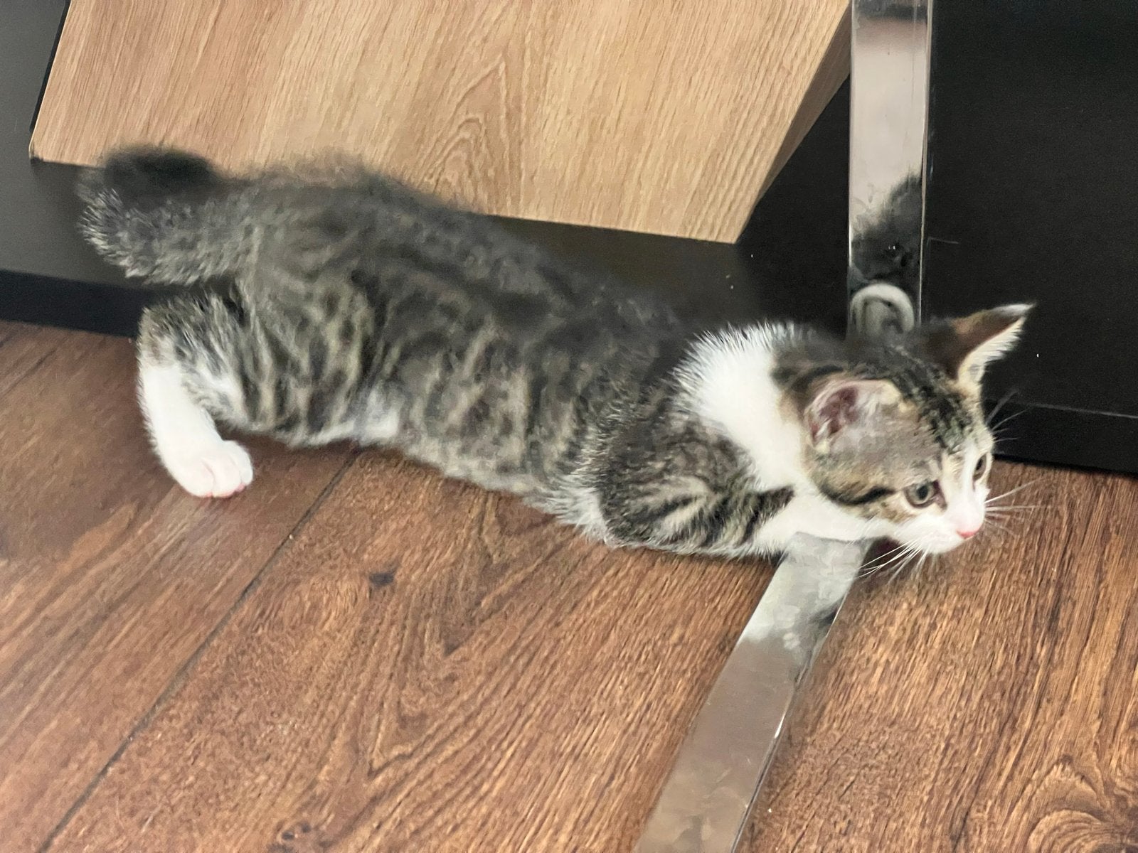 📌 Lees de advertentie goed! 🐾, Poes