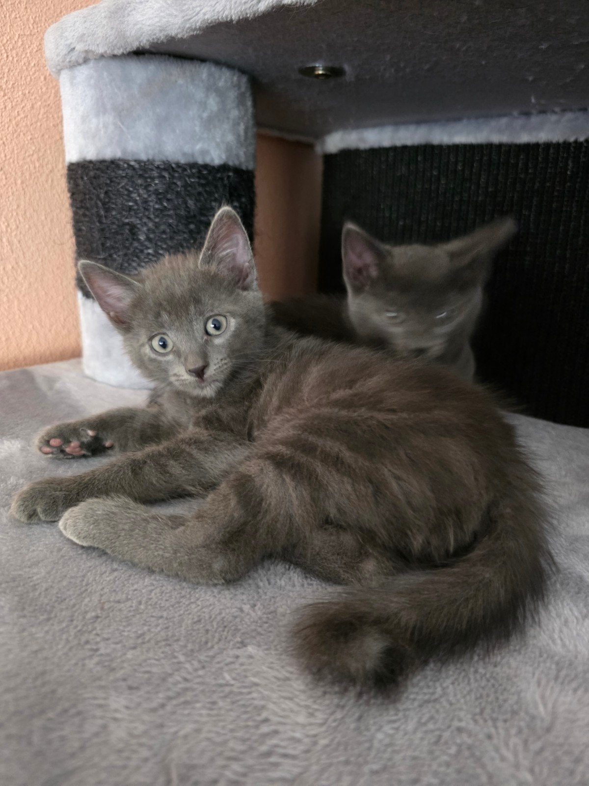 Kruising Blauwe Rus kittens - geboren 14 mei, Dieren en Toebehoren, Meerdere dieren, Ontwormd, 0 tot 2 jaar