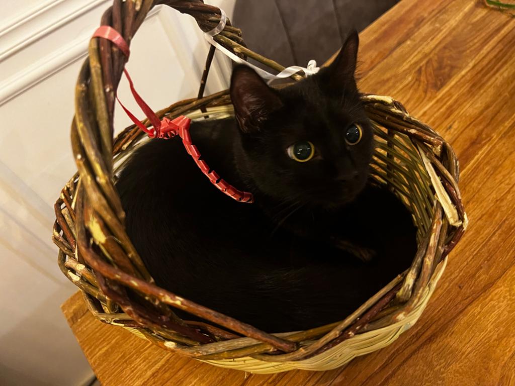 Bombay kat (meisje) (inclusief wc, spullen en voedsel), Dieren en Toebehoren, Katten en Kittens | Overige Katten, Poes