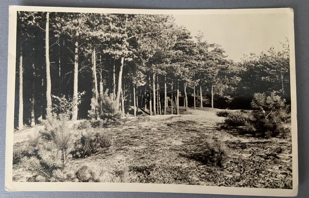 Bosrand- Stichting Vakantiecentrum GINKELDUIN, Verzamelen, Ansichtkaarten | Nederland, Verzenden, 1940 tot 1960, Gelopen, Utrecht