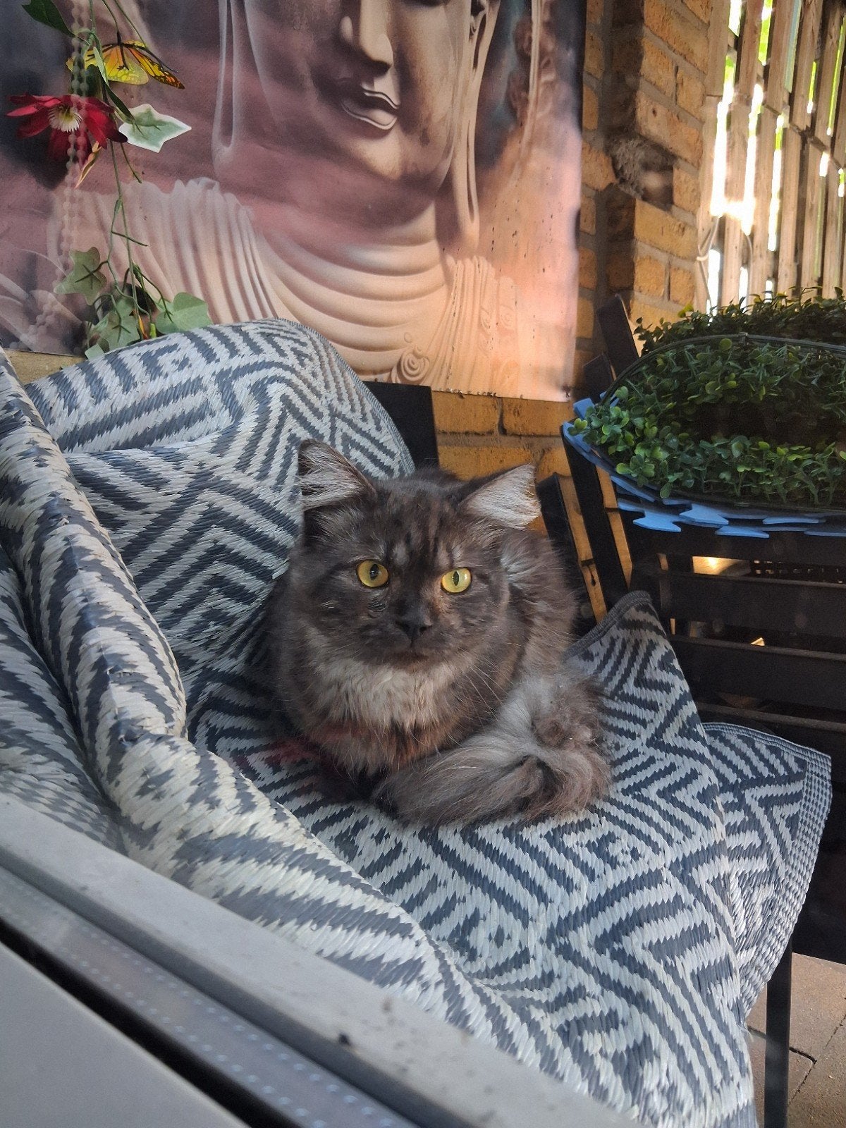 Maine Coon, Dieren en Toebehoren, Katten en Kittens | Raskatten | Langhaar, Kater, Ontwormd, 0 tot 2 jaar