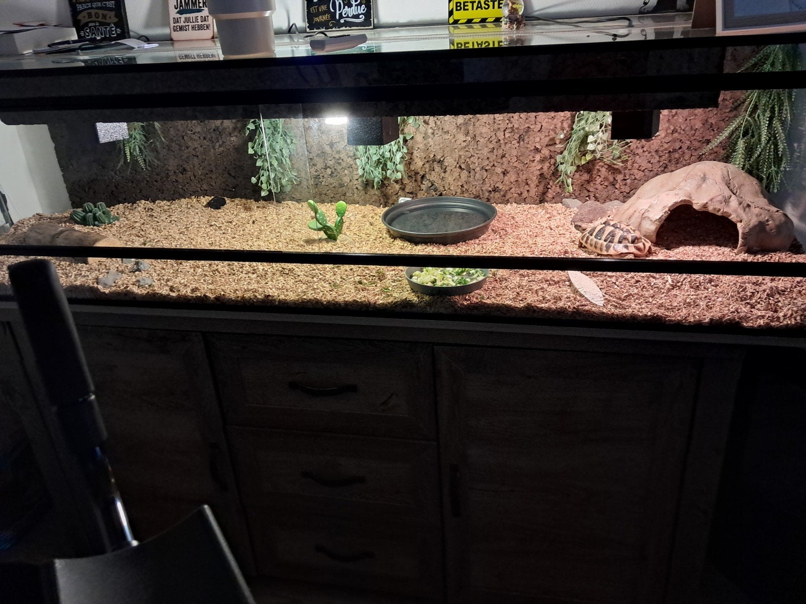 terrarium met schildpad, Ophalen of Verzenden, Zo goed als nieuw, Terrarium of Paludarium
