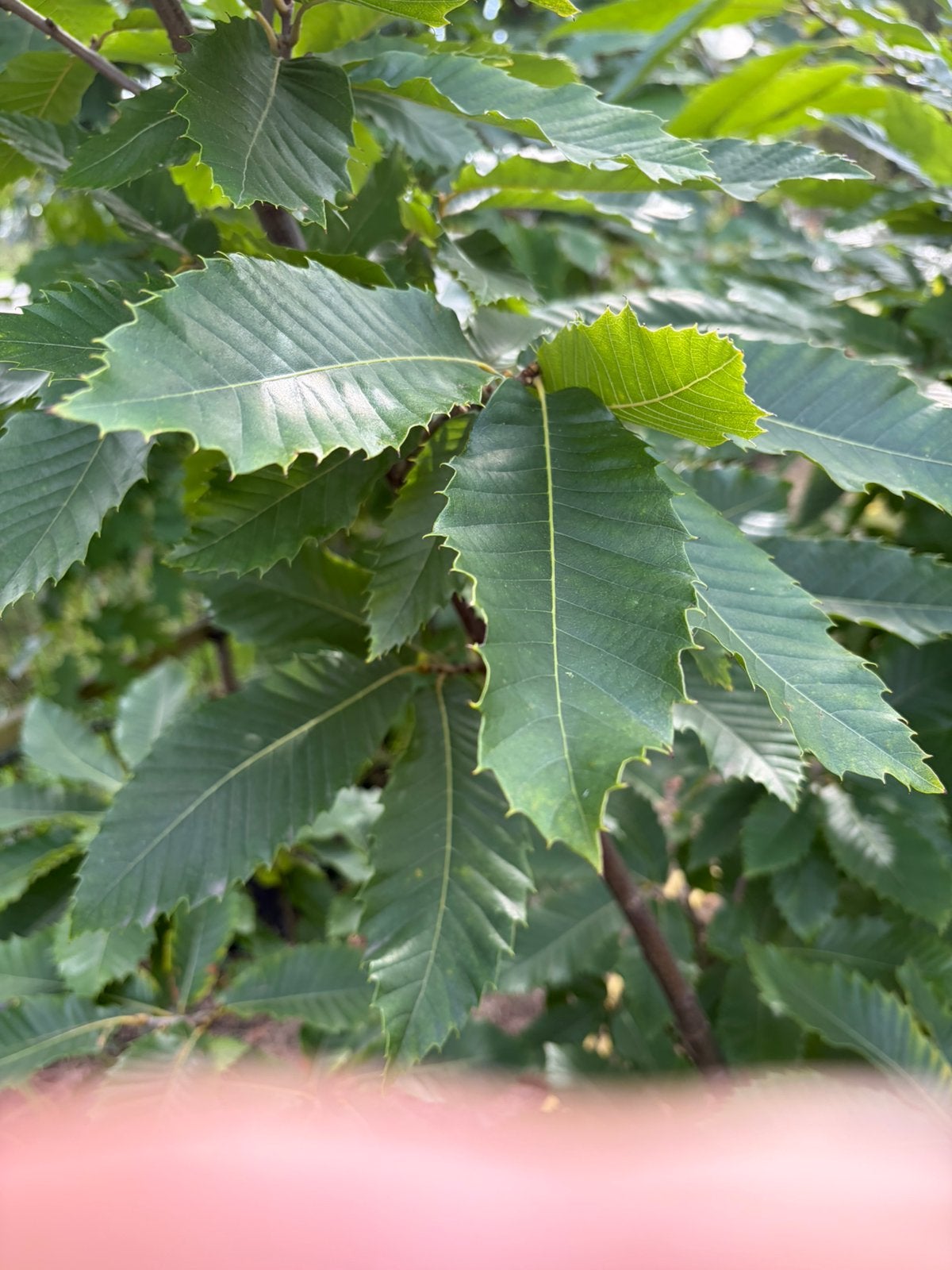 Tamme castanje 4 x biologisch gekweekca 2 meter € 29,99 pst, 100 tot 250 cm, Volle zon, In pot, Overige soorten